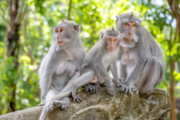 Two female Balinese long-tailed monkeys with her kid (Macaca Fascicularis) on Monkey Forest, Ubud