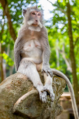 Naklejka na ściany i meble Balinese long-tailed monkey (Macaca Fascicularis) on Monkey Forest, Ubud