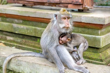 Female Balinese long-tailed monkeys with her kid (Macaca Fascicularis) on Monkey Forest, Ubud