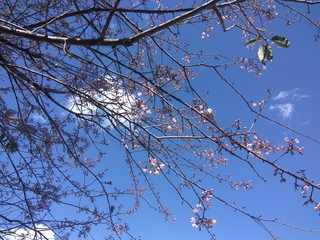 Branches, leaves and flowers on the background of the sky and clouds.