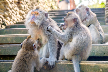 Family of Balinese long-tailed monkey (Macaca Fascicularis) on Monkey Forest, Ubud