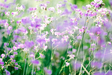 nature background with blur beautiful flower field in spring.