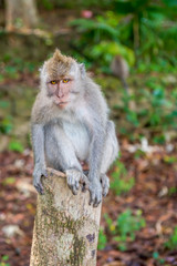 Naklejka na ściany i meble Balinese long-tailed monkey (Macaca Fascicularis) on Monkey Forest, Ubud