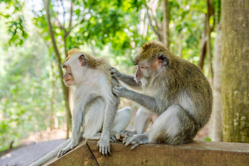 Two Balinese long-tailed monkeys (Macaca Fascicularis) on Monkey Forest, Ubud