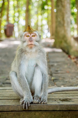 Fototapeta premium Balinese long-tailed monkey (Macaca Fascicularis) on Monkey Forest, Ubud
