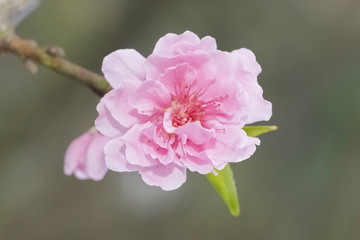 Beautiful Peach flower blossom on branch with nature blurred background.