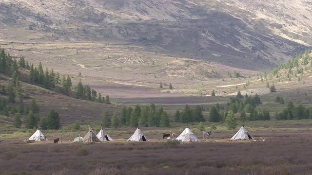 Mongolia, Darkhat basin. Settlement of reindeer herders. Deer.