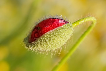Close-up red poppy bud flower with green nature blurred background.