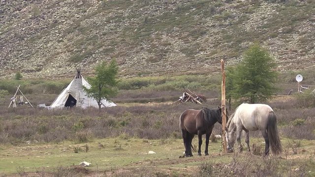 Mongolia, Darkhat basin. Settlement of reindeer herders. Deer.