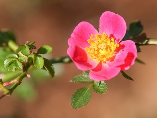 Fototapeta premium Top view of Rosa bella or Rosa Mosqueta, beautiful pink petal with yellow pollens blossom blooming on the branch with nature blurred background.