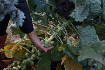 Harvesting brussels sprouts in autumn