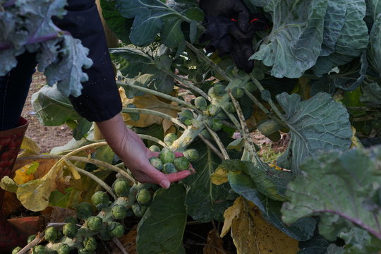 Harvesting brussels sprouts in autumn