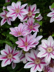 Naklejka premium 春咲きのクレマチス