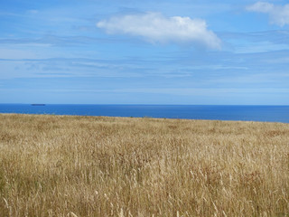 Background texture of dry yellow grass field/golden meadows against pure blue ocean with cargo ship in distance in a sunny summer day. Portland, VIC Australia. Copy space for text.