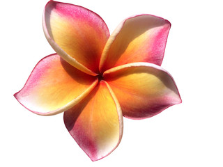 Fototapeta na wymiar Pink yellow flowers of the frangipani and the brightly illuminated sunlight in the morning shone on White background