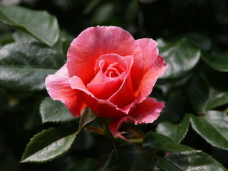 淡い赤色の春薔薇