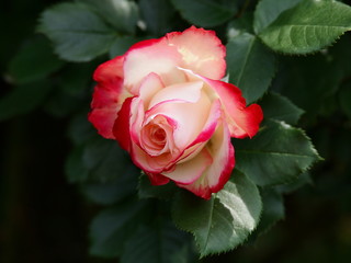 紅色をまとった春薔薇