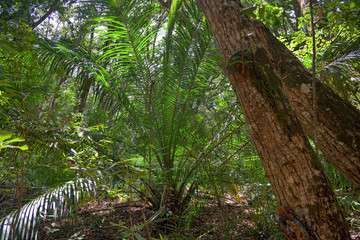 Jozani rain forest. Zanzibar, Tanzania, Africa