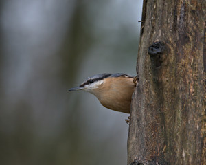 Woodland birds , Eurasian nuthatch ,Sitta europaea.