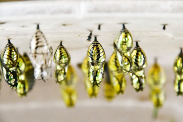 pupa young baby butterfly in central america costa rica