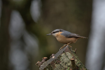Woodland birds , Eurasian nuthatch ,Sitta europaea.