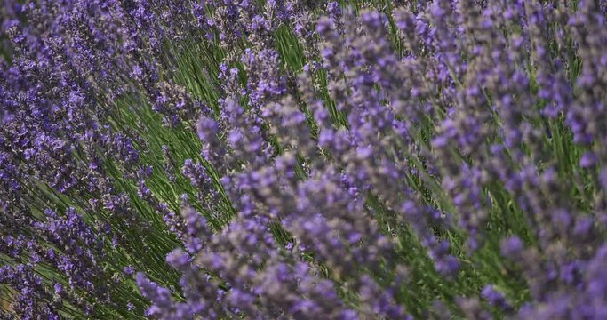 Field of lavenders, occitanie, France