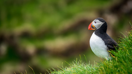 Profile view of puffin in the hill