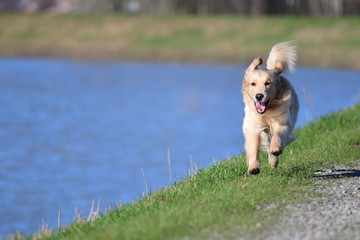 golden retriever free to run