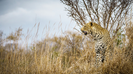 leopard in kruger national park, mpumalanga, south africa 28