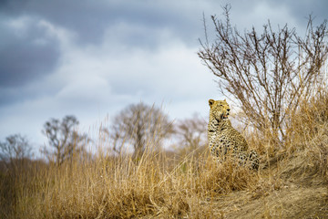 leopard in kruger national park, mpumalanga, south africa 70
