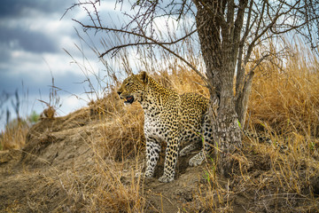 leopard in kruger national park, mpumalanga, south africa 132