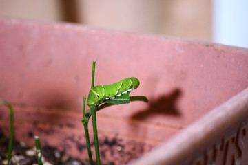 アゲハチョウの幼虫