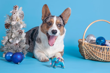 Cute welsh corgi of merle color, with big ears, lies close to christmas tree, vintage toy elephant,...