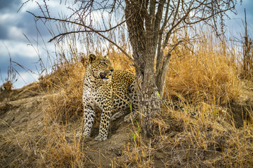 leopard in kruger national park, mpumalanga, south africa 134