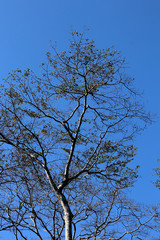 Image of trees with crystal blue sky sunshine day