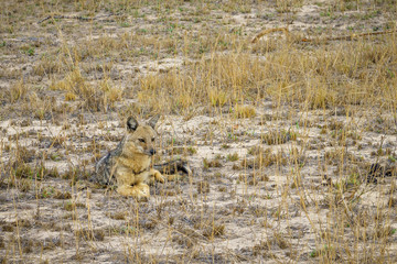 jackals in kruger national park, mpumalanga, south africa