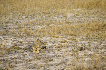 jackals in kruger national park, mpumalanga, south africa