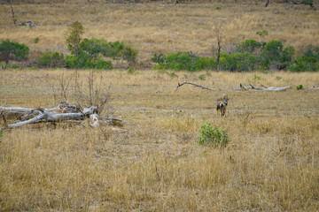 jackals in kruger national park, mpumalanga, south africa