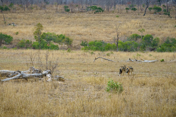 jackals in kruger national park, mpumalanga, south africa