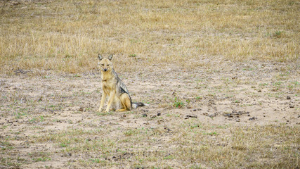 jackals in kruger national park, mpumalanga, south africa