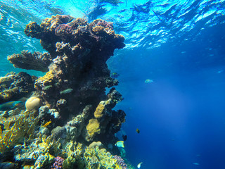 Naklejka na ściany i meble coral reef, fish and sea, underwater