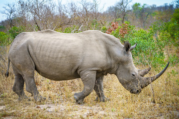 white rhino in kruger national park, mpumalanga, south africa