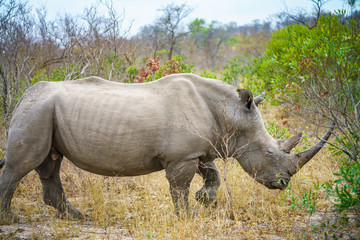 white rhino in kruger national park, mpumalanga, south africa © Christian B.