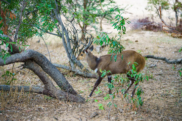 bushbuck in kruger national park, mpumalanga, south africa