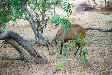 bushbuck in kruger national park, mpumalanga, south africa