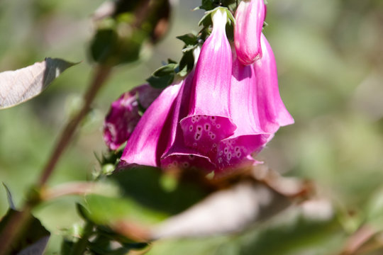 Campanillas
