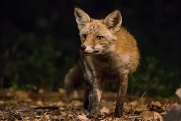 Fox in front in the forest at night.