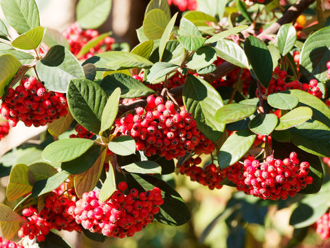 Late cotoneaster or milkflower cotoneaster (Cotoneaster lacteus) with bright red spheric fruits or berries in winter