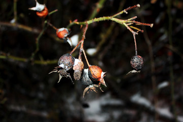 A branch with green leaves under the snow. Winter season. Macro. Place for text.