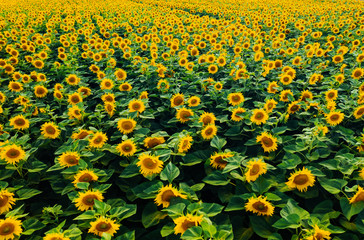 Top view on bright yellow sunflower field in sunlight. Location place of Ukraine, Europe.